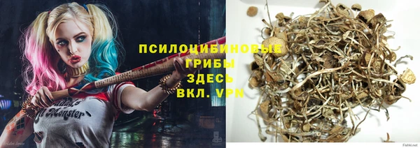 стаф Алзамай